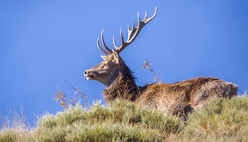 The deer, an animal of our mountains
