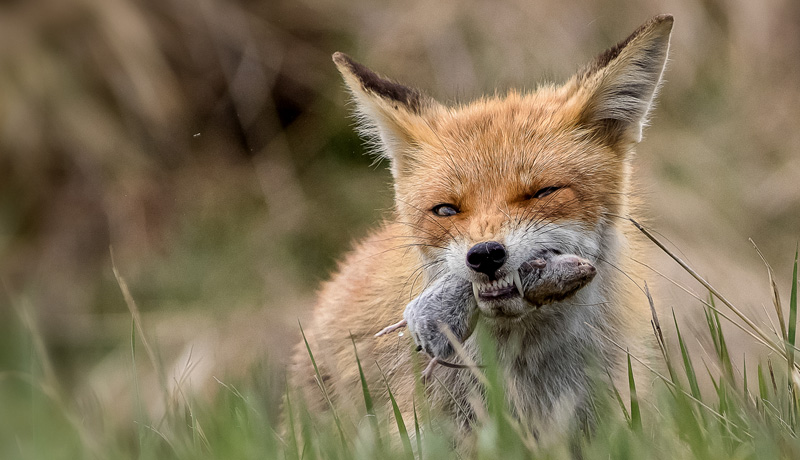 The fox, discreet but never far away